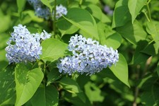 Flieder Stecklinge hellblau winterharte Pflanzen Blumen für den Garten Deko