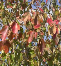 Rot Ahorn Red Sunset 125-150cm