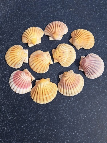 Jakobsmuschelschalen xxl 12 - 10,
