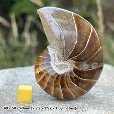Nautilus fossil kreidezeit - -,