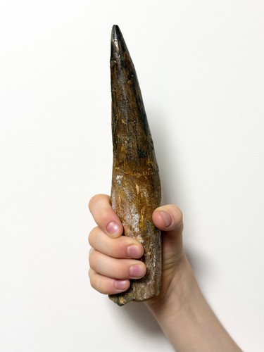Spinosaurus zahn 5 cm - –, 21,5