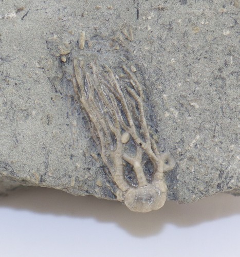 Crinoide cyathocrinites - crinoide,,