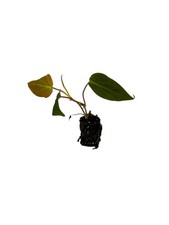 Philodendron micans rooted - philodendron,