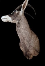 Roan Afrika Jagd Trophäe