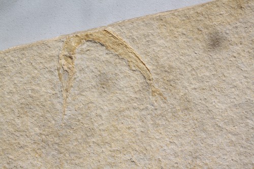 Schnabelfisch aspidorhynchus - schnabelfisch,