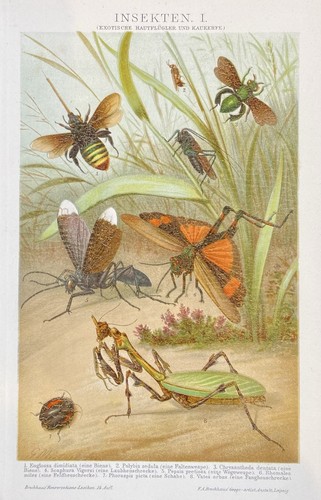 Originalgrafik fauna insekten - originalgrafik, fauna: