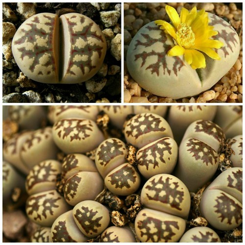 Samen lithops dorotheae - samen,