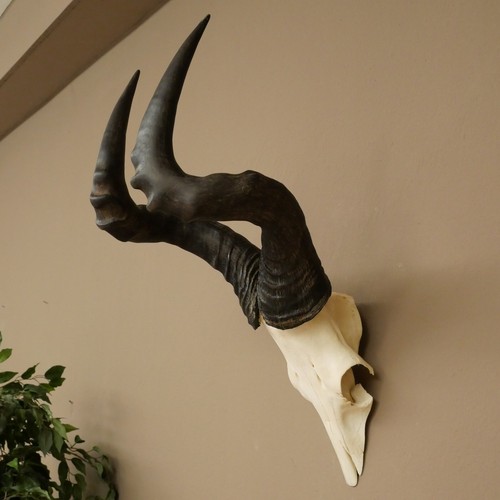 Hartebeest - , (alcelaphus