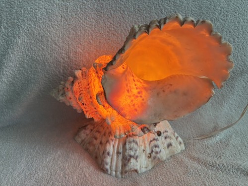 Vintage muschel tischlampe - vintage,