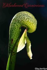 COBRA LILY Darlingtonia