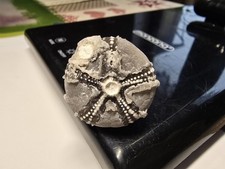  Seeigel Steinkern Galerites Versteinerung 