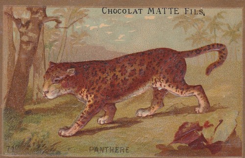 L22 chromo chocolate - l22,