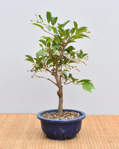 Bonsai outdoor japan - bonsai, outdoor,