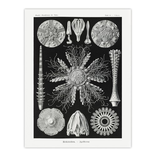Seeigel ozean strand - seeigel,