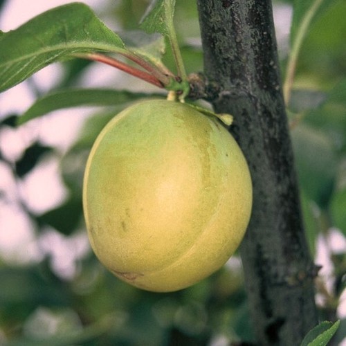 Ontariopflaume gelbe