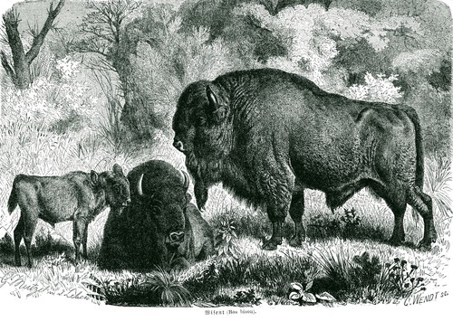 Wisent paarzeher - wisent, (bos