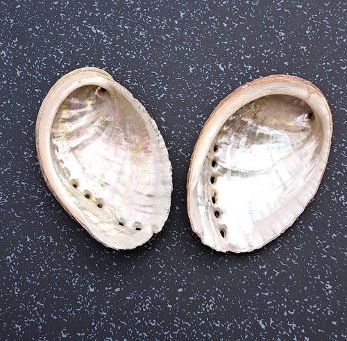 Wunderschöne albalone paua - 2,