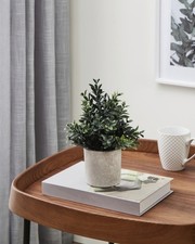 Eglo Kunstpflanze Buxbaum