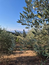 Toskana - Bild - Fotografie -