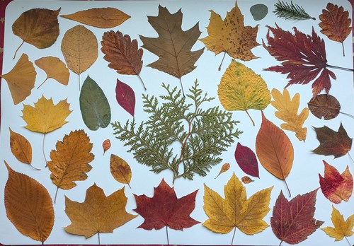 Stück herbarium gepresste - 60+,