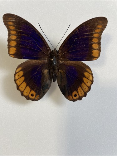 Entomologie prepona brooksiana - entomologie*prepona,