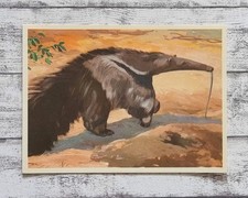 Ameisenbär Tier Mittel Südamerika Sanella 1950er Reklame alt Sammelbild Vintage