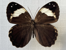 ** Schmetterling - Opoptera