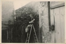 14/1135  FOTO OBSTERNTE LEITER