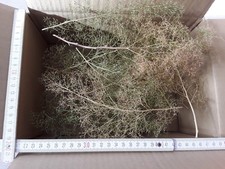 Seemoos/ Meerschaum für