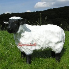 Rhönschaf Schaf Schäfchen