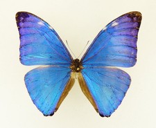 Morpho marcus ssp. marcus