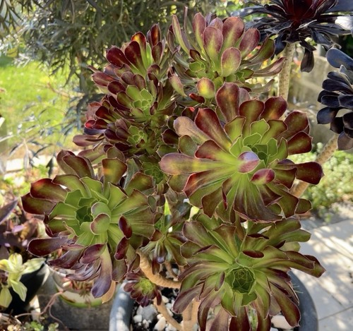 Aeonium arboreum var