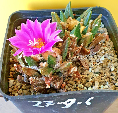 Alter 2köpfiger ariocarpus - ,