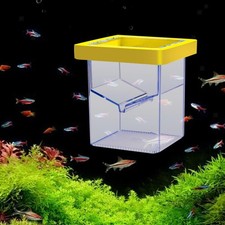 Schwimmende Aquarium-Zuchtbox