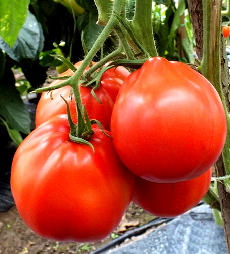 Tomatensamen - (7+, samen)