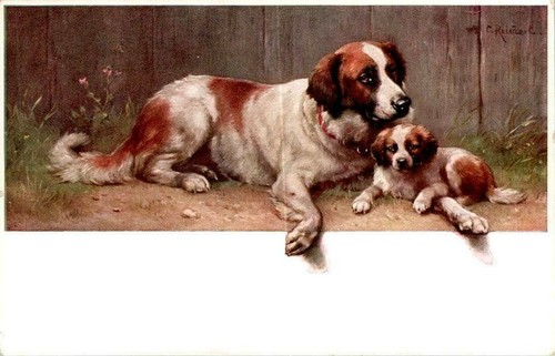 Hund hunde ein - hunde, bernhardiner