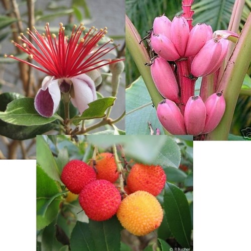 Samen erdbeer baum ananas und - ananas,