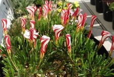 2 Rhizome Oxalis Versicolor Zuckerstange rot weiß Glücksklee