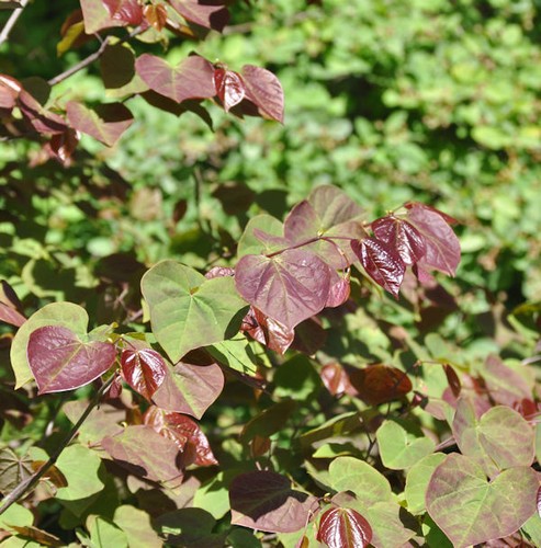 Kanadischer judasbaum red - kanadischer,
