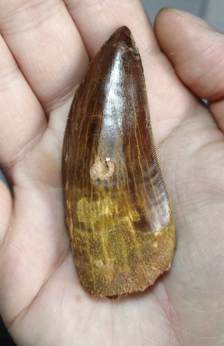 Perfekter carcharodontosaurus - perfekter,