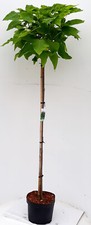 Catalpa bignonioides nana - catalpa,