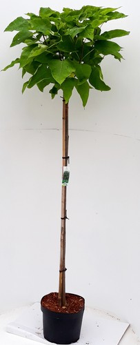 Catalpa bignonioides nana - catalpa,