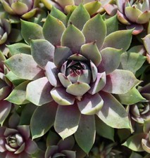 Sempervivum dachwurz sorte - sempervivum,,
