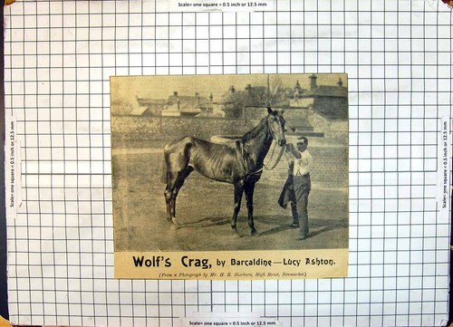 Altes rennpferd wolf crag - altes, wolf's