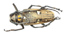 Cerambycidae, Batocera