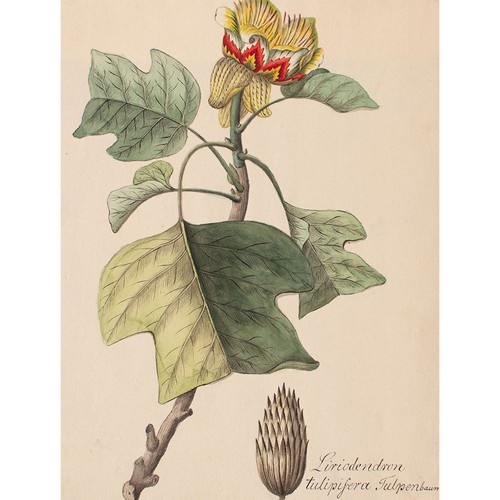 Johann nepomuk mayrhofer nach - nepomuk,