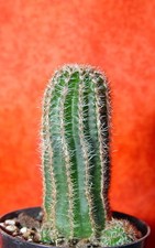 Lobivia aurea v. shaferi 10 cm groß und roter Blüte Kaktus