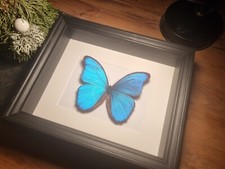 Schmetterling Präparat Insekt