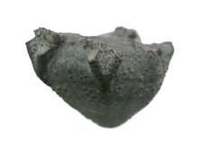 Devon   Arthrocantha