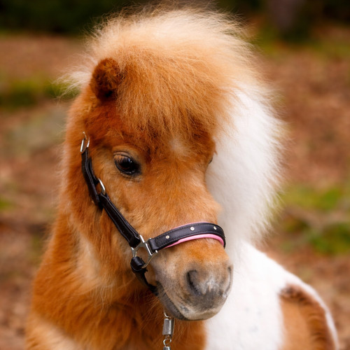 Halfter vegan knuffi minipony - vegan,
